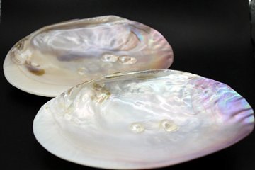 浄化用イケチョウ貝 さざれ石セットの画像