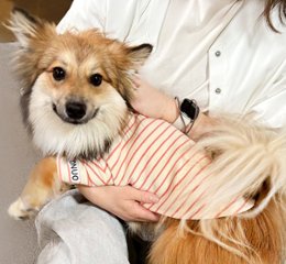 名入れ 服 犬 ボーダー ペット 服 犬 わんちゃん オリジナル お名前入り ワン おさんぽ お散歩 贈り物 ペット用品 ギフト ペット服 おしゃれ 名前入 [ 飾りボタン付ボーダ ]　お花画像