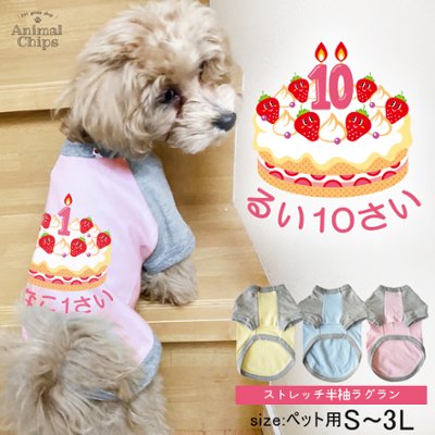 誕生日 バースデイ 名入れ ペット 服 半袖 ラグラン インスタ お名前入り オリジナル 犬 わんちゃん ［ Birthday Cake ］オーダーメイド おそろい 祝い お名前入 ワンちゃん の画像