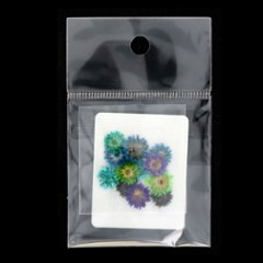 Dry Flower ヤマハハコ ブルー(SDF-3)の画像