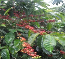 《中米》 ドミニカ　ワイニー　ナチュラル　(ｺｰﾋｰ)の画像