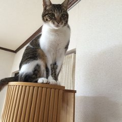 小さいキャットツリーひぐらし　支柱1本ハウス付きタイプ画像