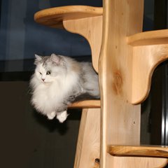（特注）キャットツリーひぐらし　支柱1本タイプ画像