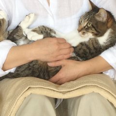 WEB講座　猫さんの歯磨き・口内ケア実践講座画像