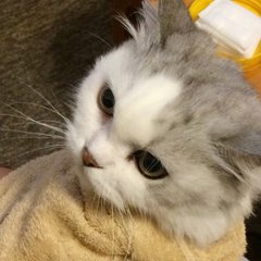 WEB講座　猫さんの歯磨き・口内ケア実践講座画像