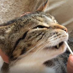 WEB講座　猫さんの歯磨き・口内ケア実践講座の画像