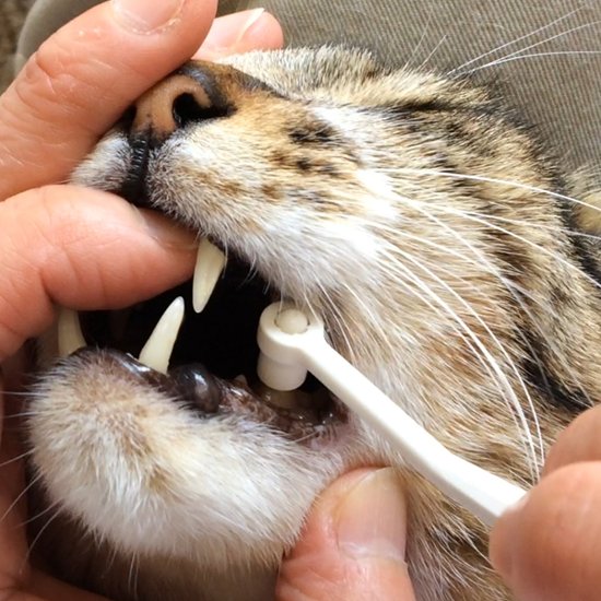 対面講座　猫さんの歯磨き・口内ケア実践講座画像