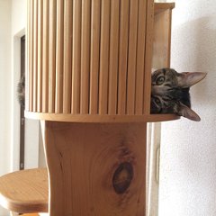 キャットツリーひぐらし　支柱1本ハウス付きタイプ画像