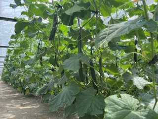 武久農園のきゅうり 【無選別】　約5.0kg ≪7月発送予定≫　※化学農薬・化学界面活性剤不使用画像