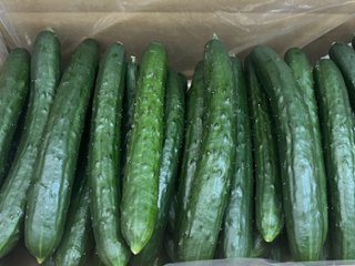 武久農園のきゅうり 【無選別】　約5.0kg ≪6月発送予定≫　※化学農薬・化学界面活性剤不使用の画像