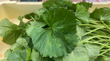 武久農園のゴツコラ 【無選別】　約1.0kg ≪6月発送予定≫の画像