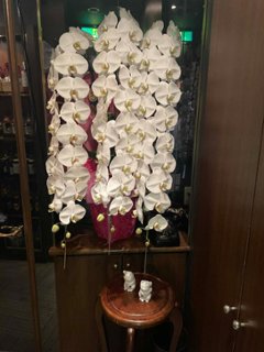 高品質コチョウラン　３本立ちの画像