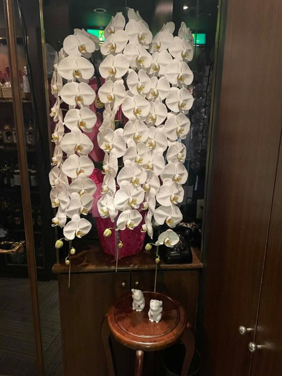 高品質コチョウラン　３本立ち画像