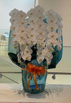 高品質コチョウラン　５本立ちの画像