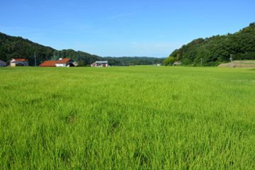 ご縁米（ごえんまい）【令和七年度産】大田市北三瓶産コシヒカリ5kg画像