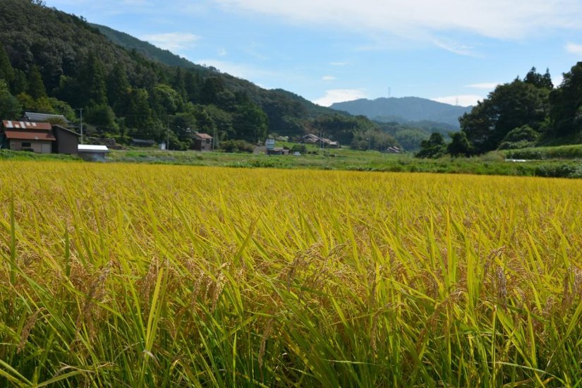 ご縁米（ごえんまい）【令和七年度産】安来市伯太産コシヒカリ5kg画像