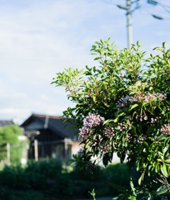 土田 貴文 作　「Flower-14」額装(プリント付)の画像