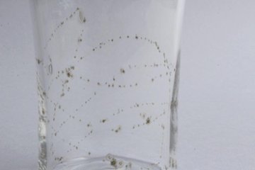 早崎志保　てんてん星のビーカーグラスlong　（クリア）画像