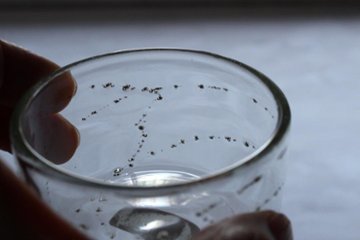 早崎志保　てんてん星の平かくぐい呑画像