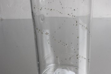 早崎志保　てんてん星のカフェグラス画像