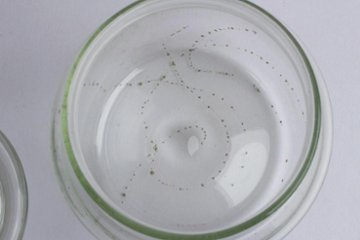 早崎志保　てんてん星のキャニスター画像