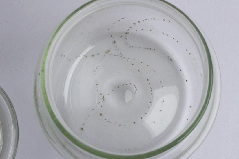 早崎志保　てんてん星のキャニスター画像