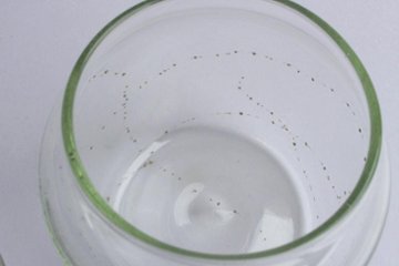 早崎志保　てんてん星のキャニスター画像