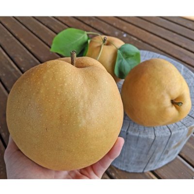 【先行予約受付】成生梨-新高B品の画像