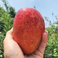 沖縄無農薬マンゴー(アーウィン)の画像