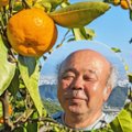 の画像
