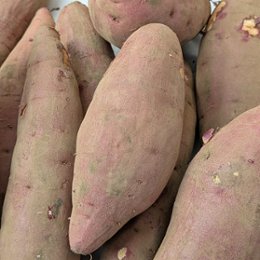 吉田自然栽培さつまいもの画像