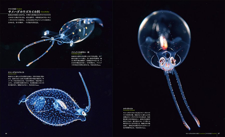 世界で一番美しい 海に浮遊する幼生図鑑画像