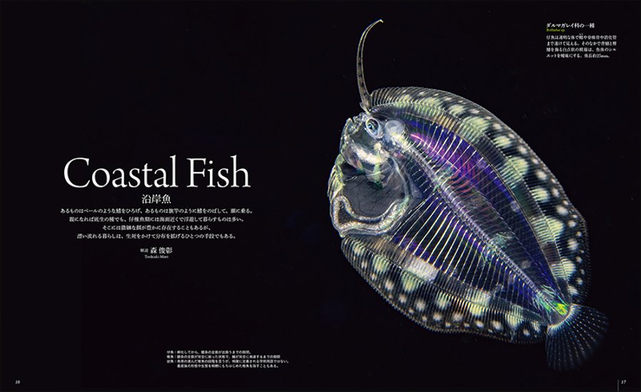 世界で一番美しい 海に浮遊する幼生図鑑画像