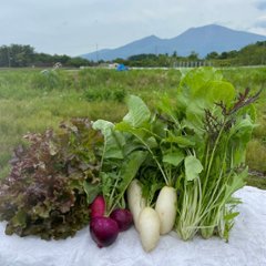 ～準備中～　【朝採りの旬野菜を届けます！！】お野菜セットの画像