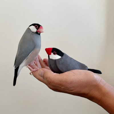 ほぼ文鳥！手のひら文鳥[Black] の画像
