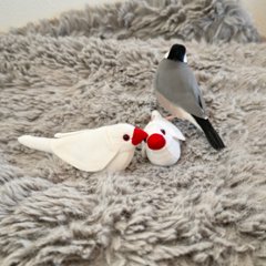 ほぼ文鳥！手のひら文鳥[White] の画像