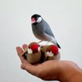の画像