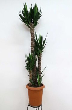 観葉植物　ユッカの画像