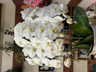 胡蝶蘭鉢/友近様専用ページの画像