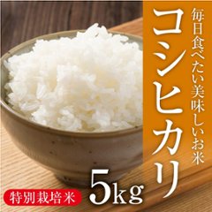 特栽　コシヒカリ　5㎏の画像